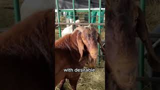 Is the KALAHARI RED the GOAT FOR YOU farming goatfarming goat [upl. by Nitsraek394]