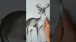 How to draw a deer art of white deer realistic sketch of deer shorts [upl. by Nonnaihr]