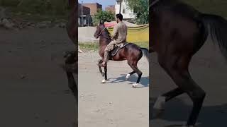 Horse video 🏇 [upl. by Mighell570]