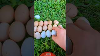 Making A Colored Chicken Egg Pattern [upl. by Tdnaltroc]