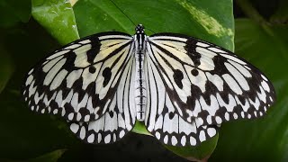 オオゴマダラ ② 4K  Tree Nymph Butterfly Idea leuconoe [upl. by Salazar787]