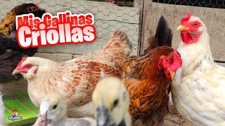 Todas Mis Gallinas Criollas [upl. by Ydeh685]