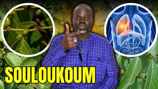 🌴 Ndiarignou Souloukoum  Vertus du Bridelia Micrantha  Pr Ousmane Ndiaye  SAMA XALAAT TV [upl. by Greenburg412]