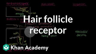 Ruffinis Ending and Hair Follicle Receptor  NCLEXRN  Khan Academy [upl. by Melda]