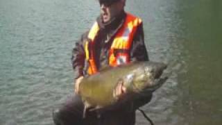 salmon king  Rio Petrohue Patagonia Chilena [upl. by Chamkis842]