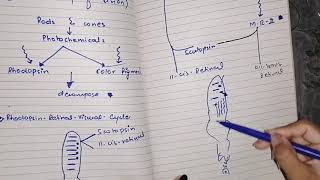 Rhodopsin retinal visual cycle guyton 51 part 3 [upl. by Lanctot]