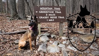 Hiking in Pilot Mountain with my Belgian Malinois [upl. by Killy174]