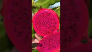 Dragon fruit dragon dragonplant agriculture shortvideo ytshorts harvesting [upl. by Annabelle]