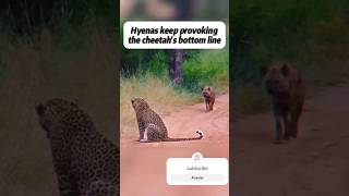 Coldest moment 💀💀 the leapord attacked and injured the hyaena animals lionslover officialchannel [upl. by Brechtel]