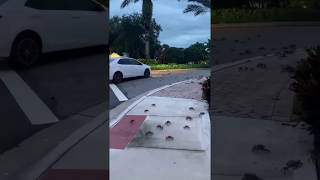 Crabs invade a Florida neighborhood [upl. by Llemar]