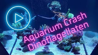 Aquarium Crash durch Dinoflagellaten  Ein Erfahrungsbericht [upl. by Bobker]