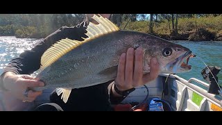 Awesome Mulloway Jewfish at Greenwell Point [upl. by Yeldar]