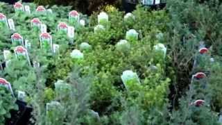 Perennial Edibles for Early Season Gardening and Eating [upl. by Macur]