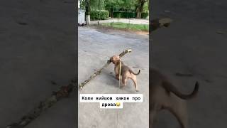 Лілу небезпечний злочинець 🤣 verumanimo americanbully ukraine puppy bullykennel dog pets [upl. by Yanffit]