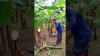 Banana tree cutting scene Ep 956 shorts viral trending [upl. by Mort]