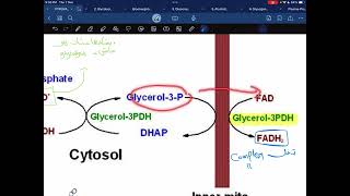 Glycerol phosphate shuttle [upl. by Lilahk]