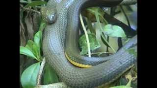 Cobra da água  cobradágua  Helicops carinicaudus  water snake [upl. by Andreas]