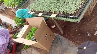 grafted brinjal vnr 212 plants at cb nursary raipur farming agriculture horticulture [upl. by Bagger556]