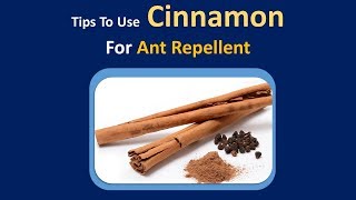 Tips To Use Cinnamon For Ant Repellent  DIY Home Remedies For Ant Repellents [upl. by Yhtomot]