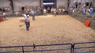 4H  FFA Market Swine Show [upl. by Azitram10]