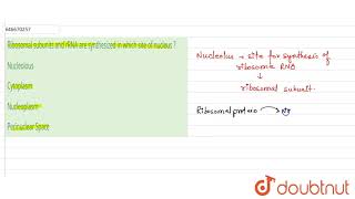 Ribosomal subunits and rRNA are synthesized in which site of nucleus   12  BIOLOGY AT A GLANC [upl. by Nomyt457]