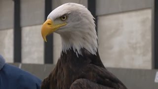 Watch These Trained Eagles Take Down Drones Flying in The Air [upl. by Ynnot]