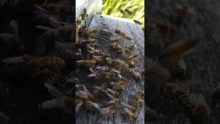 İşçisin sen işçi kal youtobeshorts beekeeping arıcılık bee arı doğa beekeeper honey [upl. by Oznohpla]