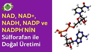 NAD NAD NADH NADP NADPH yani Nikotinamid Adenin Dinükleotit Türevlerinin Sülforafan ile Üretimi [upl. by Yehus]