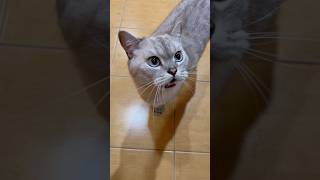 Новость от кота😸🤣 кошка котик кот kiti kitten [upl. by Legin114]