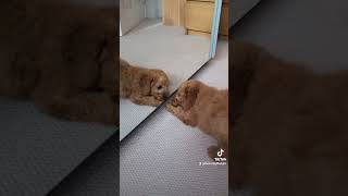 Cavapoo puppy playing with his own reflection 🥰 [upl. by Agathy]