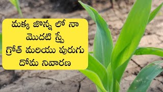 మక్క జొన్నలో స్ప్రే చేసుకునే మందులు  agromin max aries  syngenta alika insecticide telugu  crop [upl. by Devy]