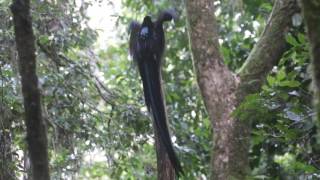 Black Sicklebill Sujan Chatterjee [upl. by Old]