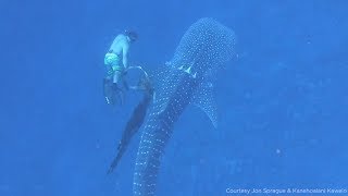 20foot whale shark trapped in rope freed by divers [upl. by Inez753]