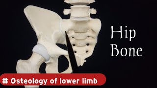 Hip Bone Anatomy  Osteology of Lower Limb  Doctor Speedy [upl. by Notsuh]