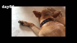 Sleeping together shiba puppy doglover [upl. by Marieann]