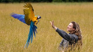 A Clipped Bird’s Journey To Free Flight  Mia The Macaw [upl. by Ebonee630]