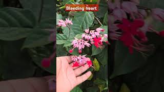 Bleeding heart pink flower garden plants gardening gardenplants flowers [upl. by Guenevere]