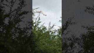 Honey Bee Swarm in Flight [upl. by Rech]