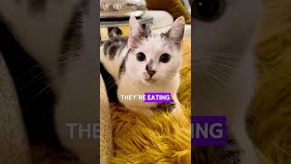 Cat’s reaction to hearing Trump’s speech contentcat catification interesting [upl. by Aihsad332]