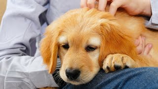 Do This BEFORE You Bring Your Golden Retriever Puppy Home [upl. by Eusassilem]