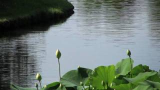 Sacred Lotus Bloom in the Japanese Garden [upl. by Yeca]