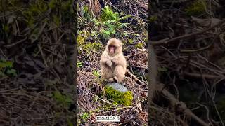 Japanese Macaque In Natural Habitats [upl. by Ydnem47]