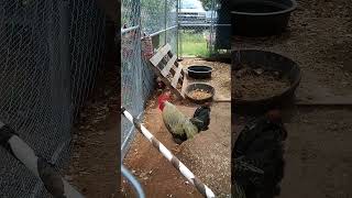 Rooster Cogburn chicken rooster roosterscrowing backyardchickens [upl. by Eillas]