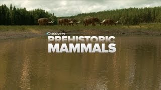 A Look At Prehistoric Mammals [upl. by Rasure]