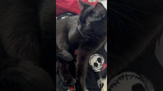 Relax time cat vlog [upl. by Aisanahta]