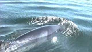 Voile sur le StLaurent partie 3 Tadoussac Rimouski Baleines [upl. by Nudnarb]