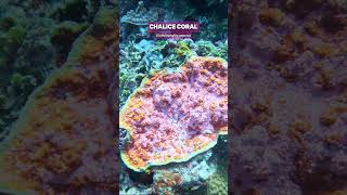 Wild Chalice Coral with insane rainbow splatter colouration  shorts oceannaturecoral aquarium [upl. by Eardnaed]