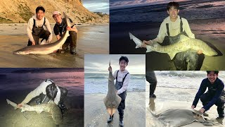 California Surf Fishing For Leopard Sharks Rays Soupfin and other Big Game  A Short Film [upl. by Clio]