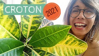 CODIAEUM VARIEGATUM PLANT 2021 Guide  Croton Plant Care [upl. by Nueoras414]