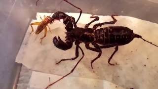 Giant Vinegaroon Whip Scorpion Eating [upl. by Garett177]